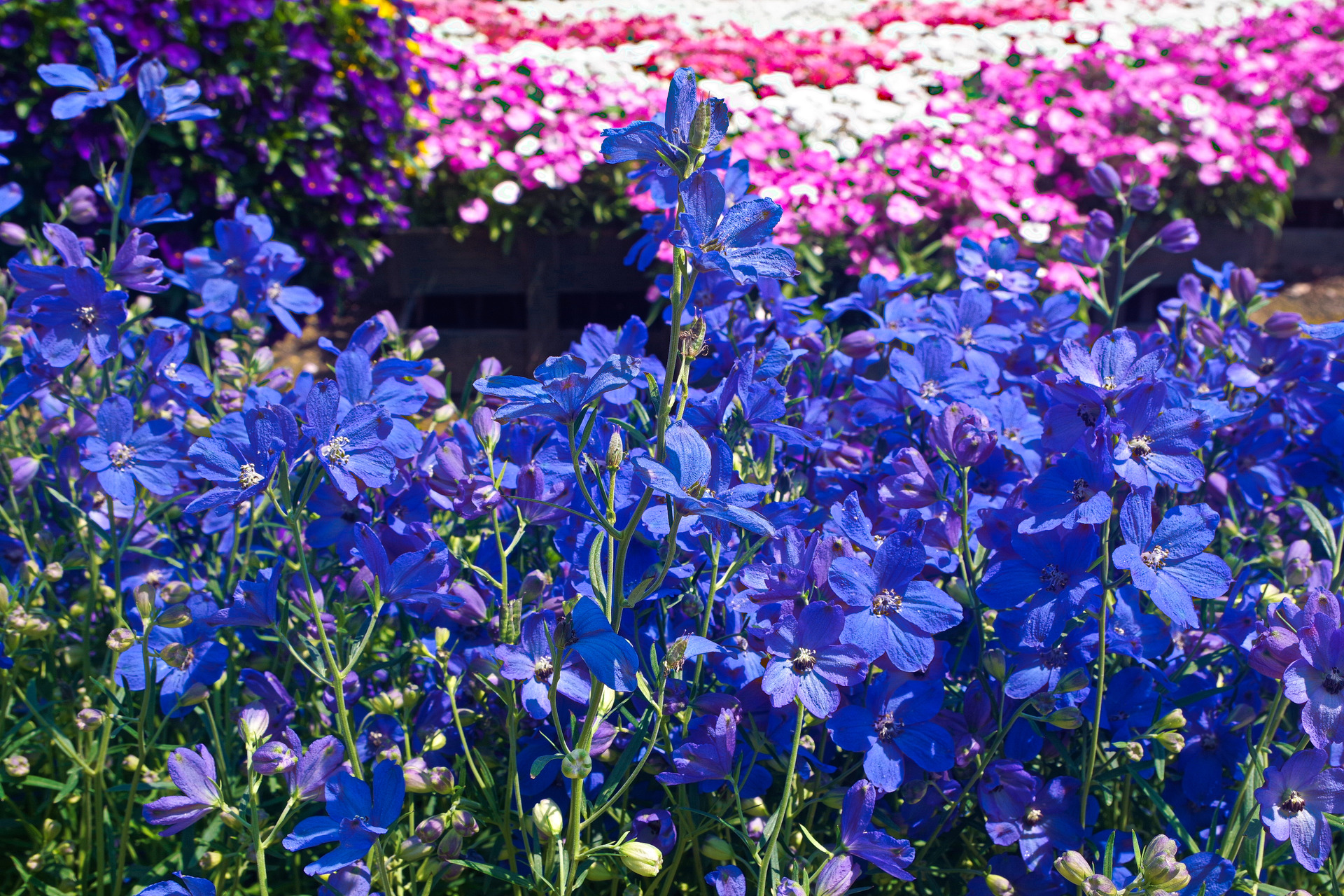 花 植物 デルフィニウム ミントブルー 壁紙19x1280 壁紙館