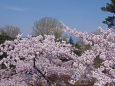 弘前公園の桜