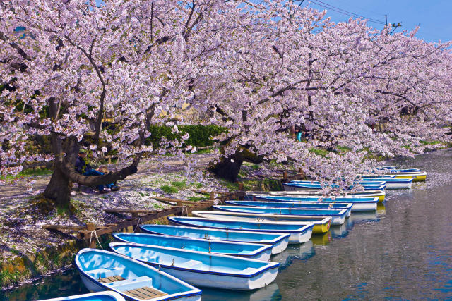弘前公園 西濠の桜