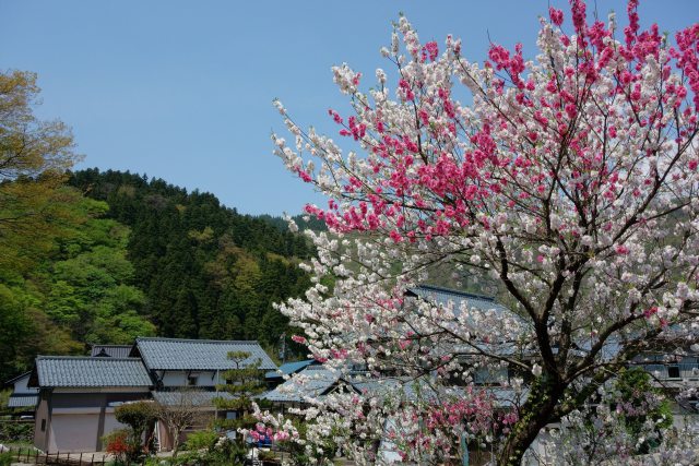 花桃咲く勝原の山里