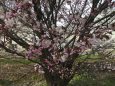 満開を待つ千島桜