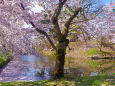 弘前公園 中濠の桜