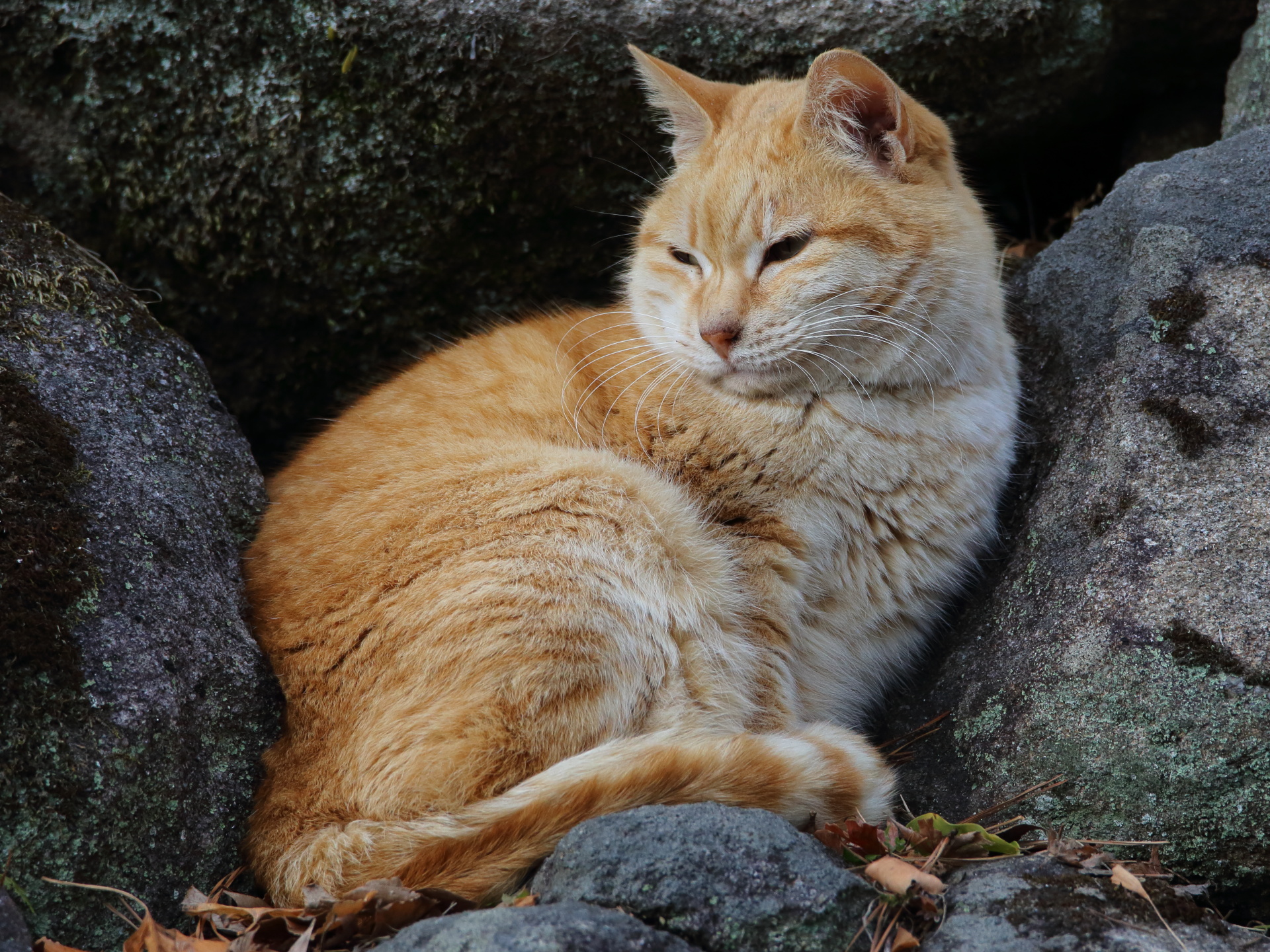 動物 猫 ねこ 壁紙19x1440 壁紙館