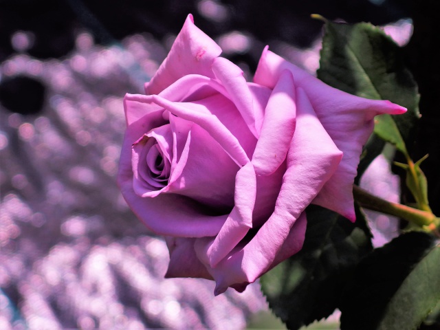 新種の薔薇:スカイツリー21