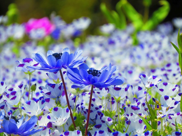 花 植物 青いアネモネ 壁紙館