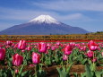 チューリップと富士山