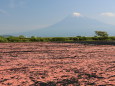 桜エビの天日干しと富士山