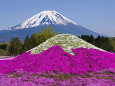 富士山の競演