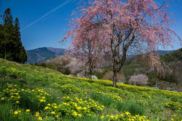伊奈川地区大野の福寿草