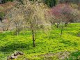 伊奈川地区大野の福寿草