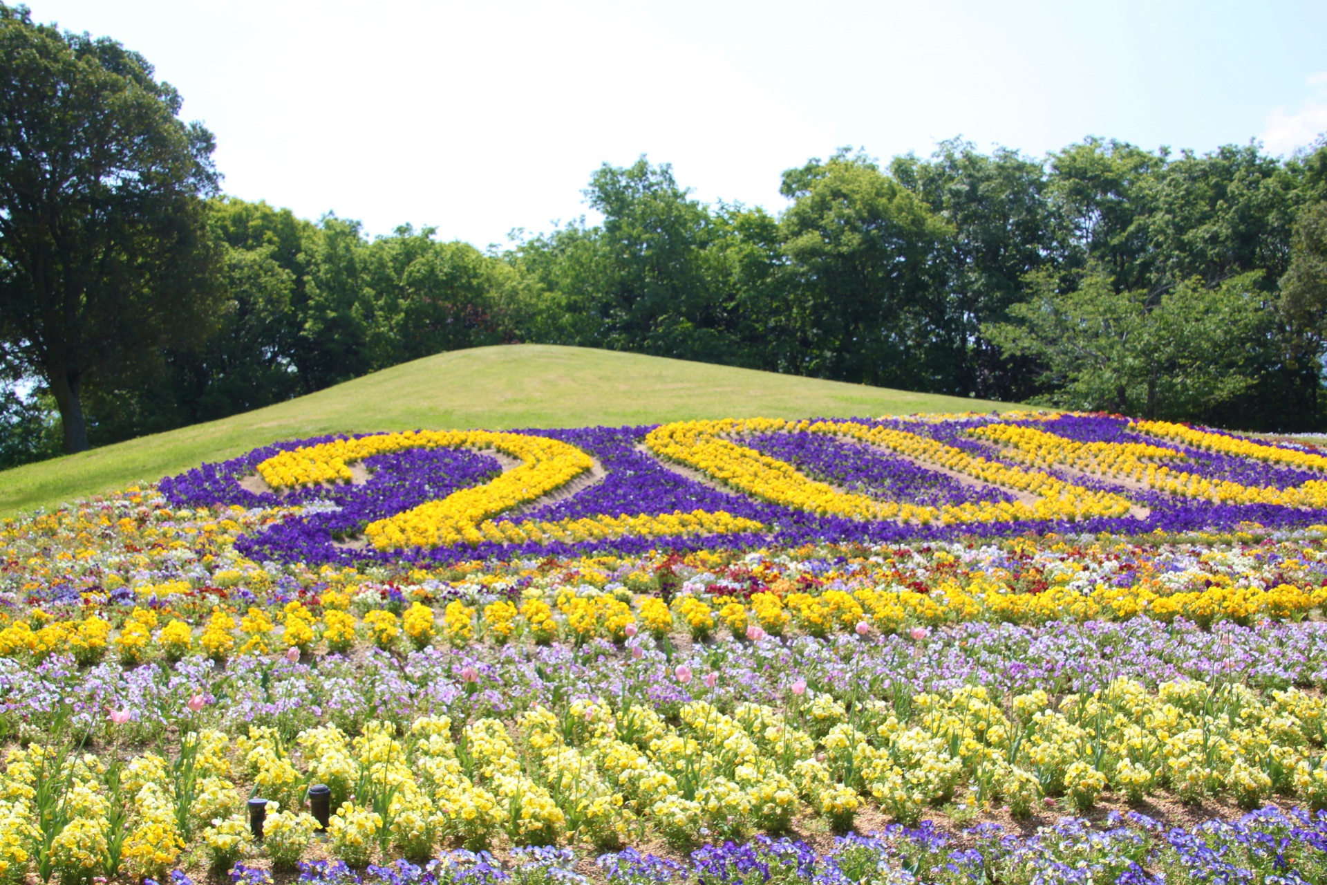 花 植物 山一面お花 壁紙19x1280 壁紙館