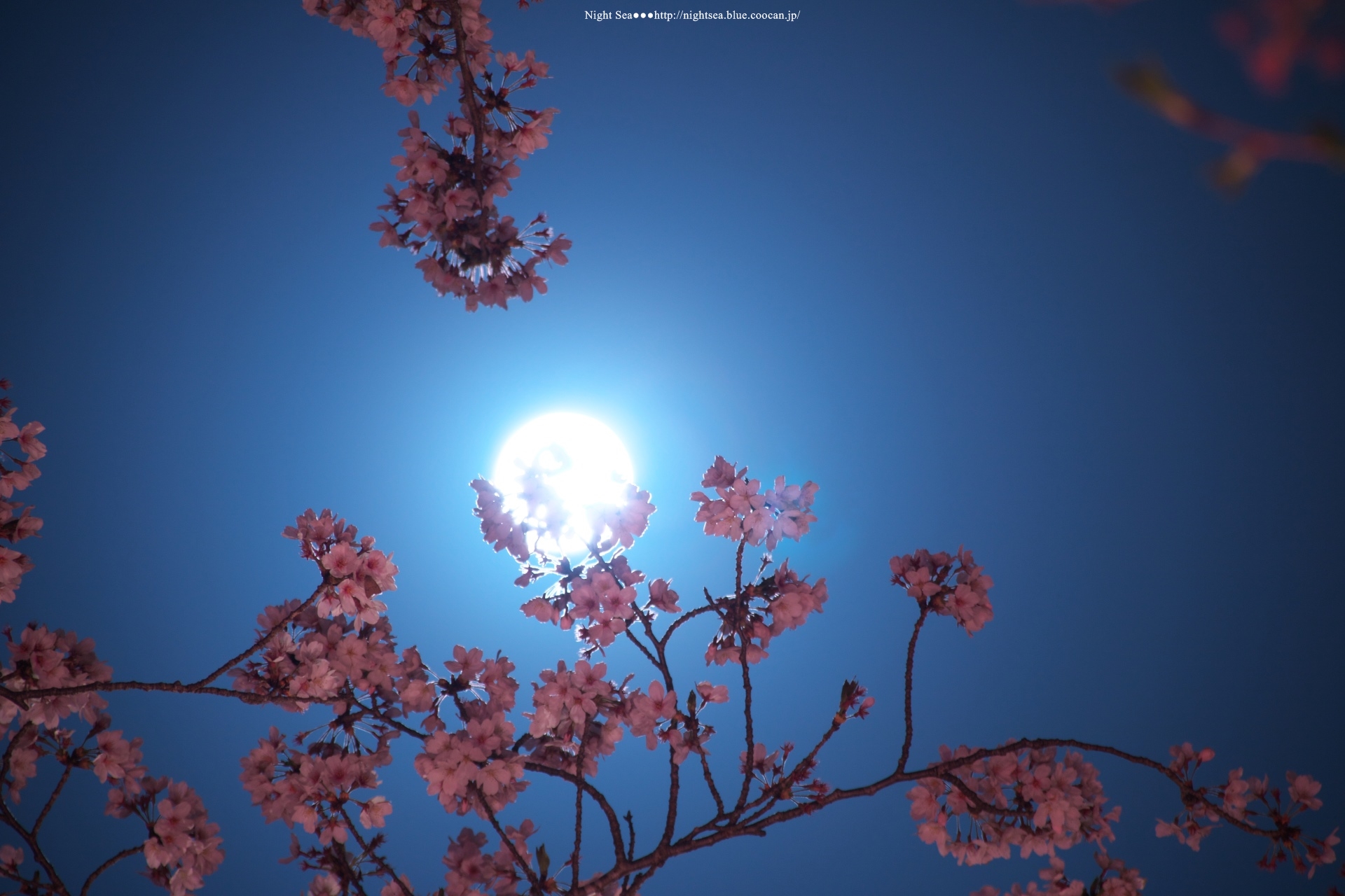 夜景 花火 イルミ 満月と桜 壁紙19x1280 壁紙館