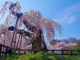 弘前公園のしだれ桜