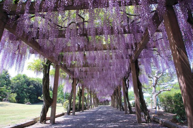 公園の藤棚