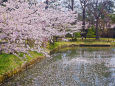 弘前公園 蓮池と桜