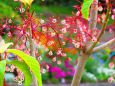 ピンポンの木の花