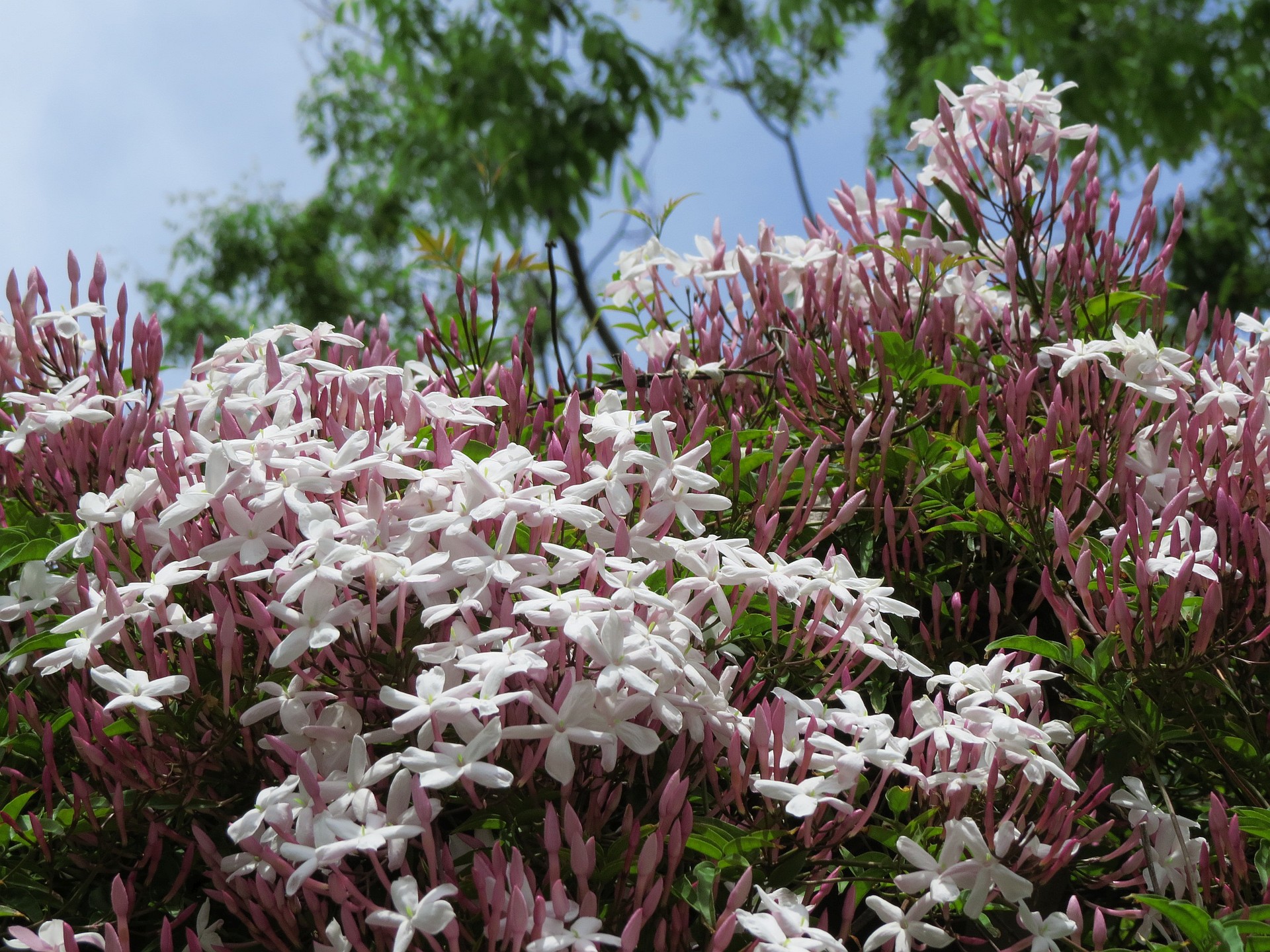 花 植物 満開のハゴロモジャスミン 壁紙19x1440 壁紙館