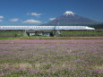 レンゲ畑を走る新幹線と富士山