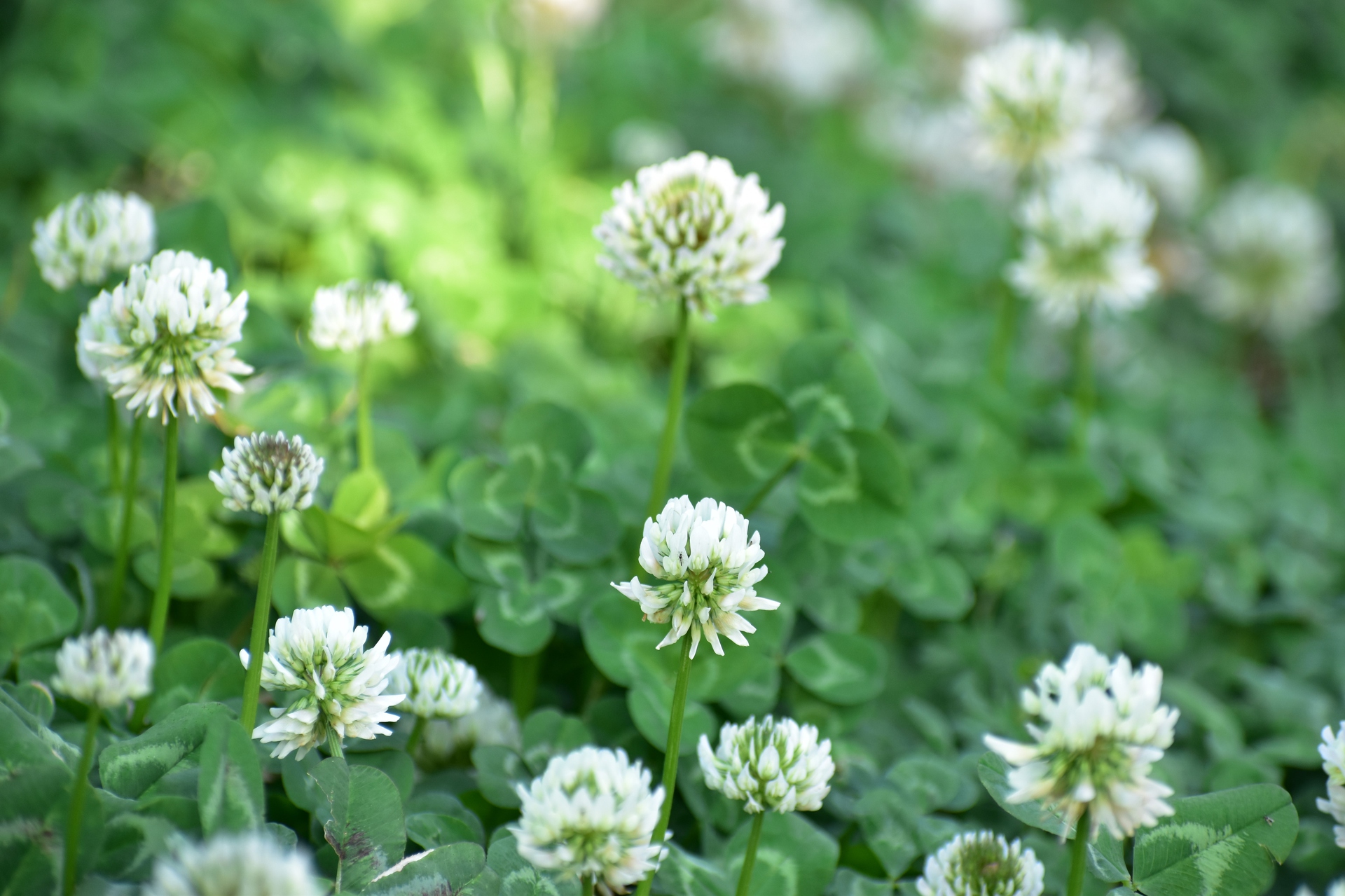 花 植物 シロツメクサ 壁紙19x1279 壁紙館