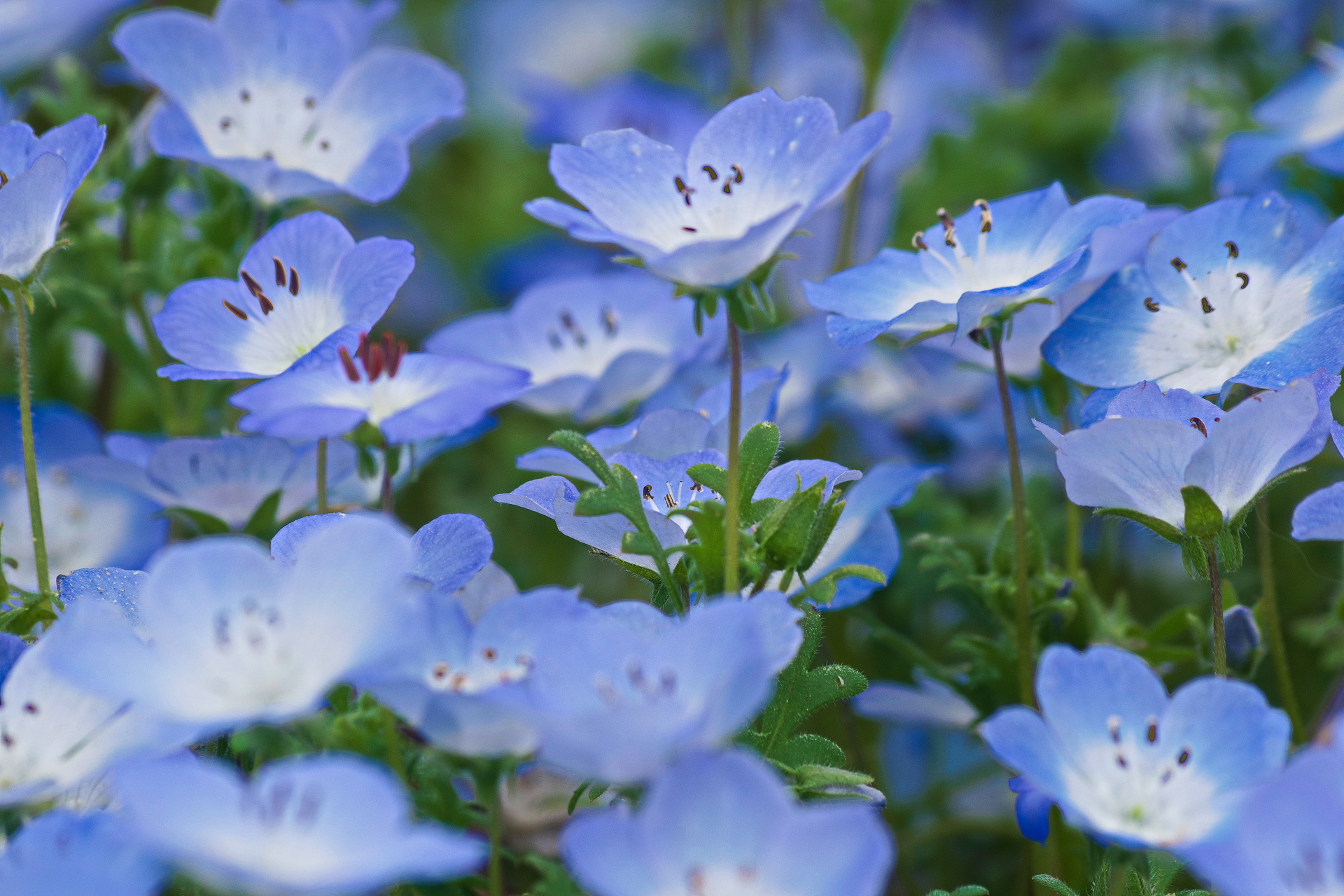 花 植物 ネモフィラ 壁紙1920x1280 壁紙館