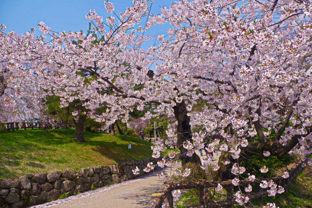 春爛漫の弘前公園