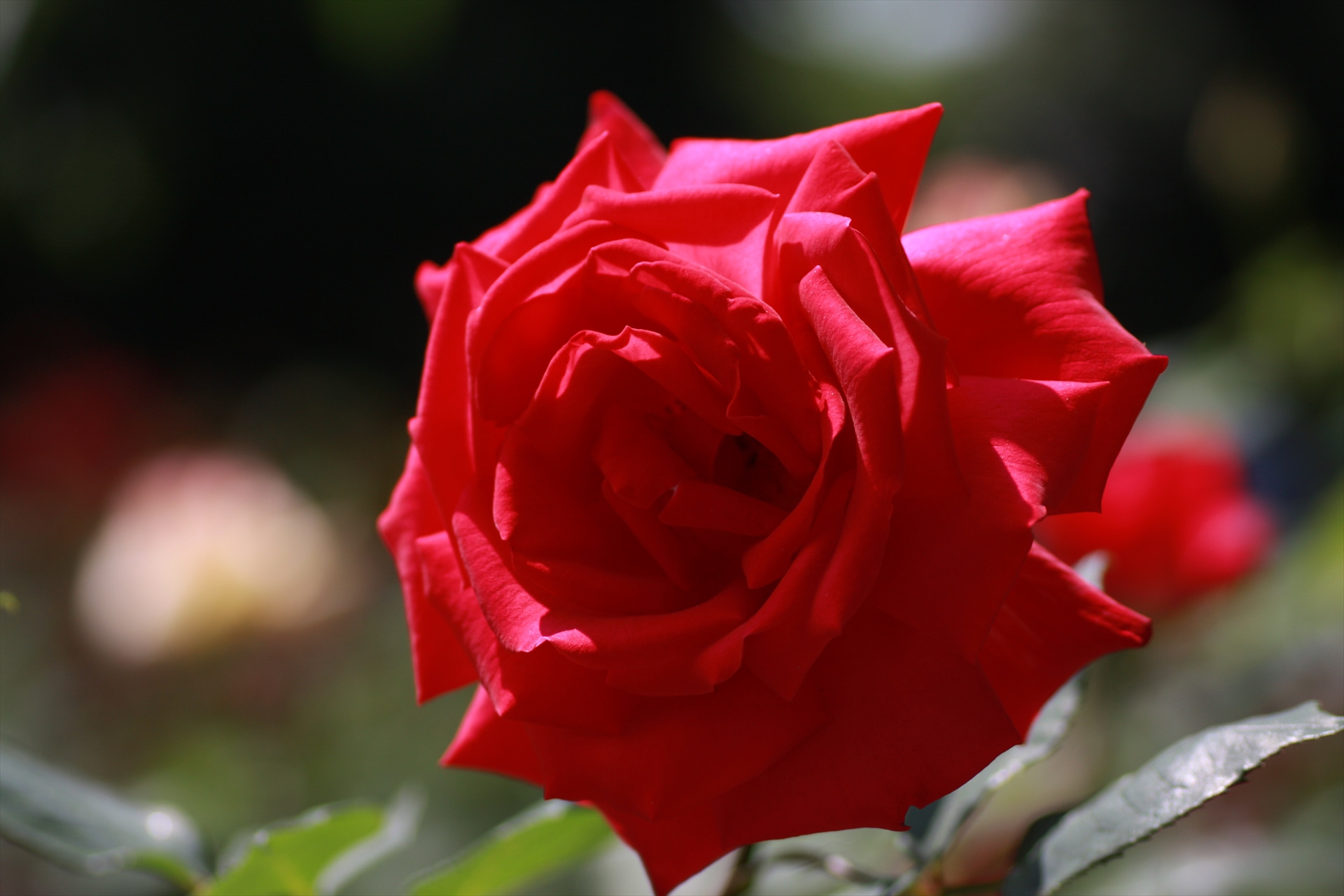 花 植物 真赤な薔薇一輪 壁紙19x1280 壁紙館