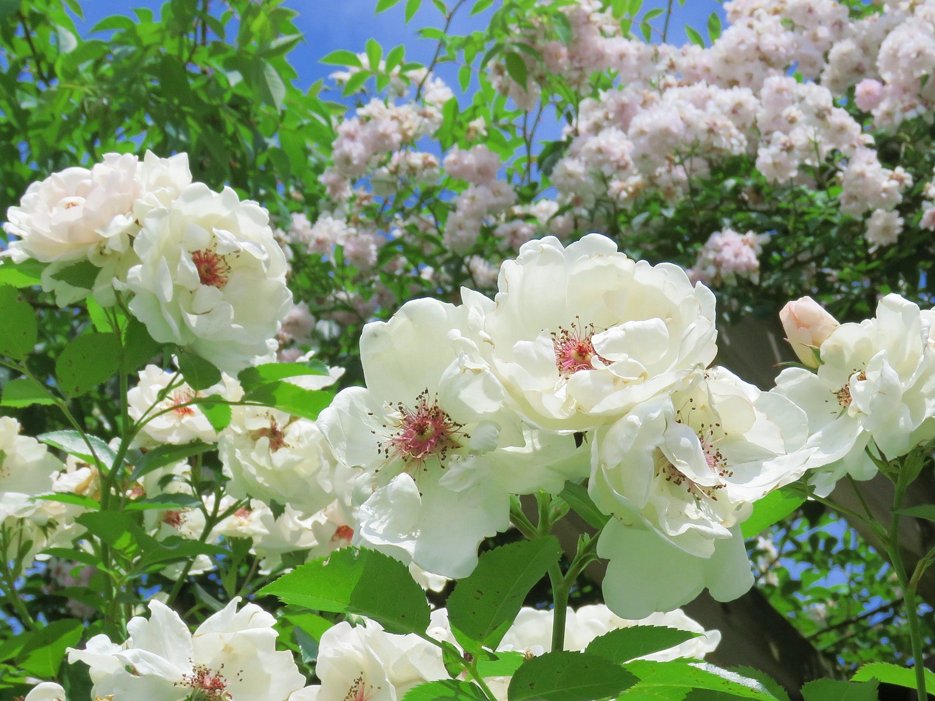 花 植物 薔薇 ジャクリーヌデュプレ 壁紙19x1440 壁紙館 花 植物 薔薇 ジャクリーヌデュプレ 壁紙19x1440 壁紙館