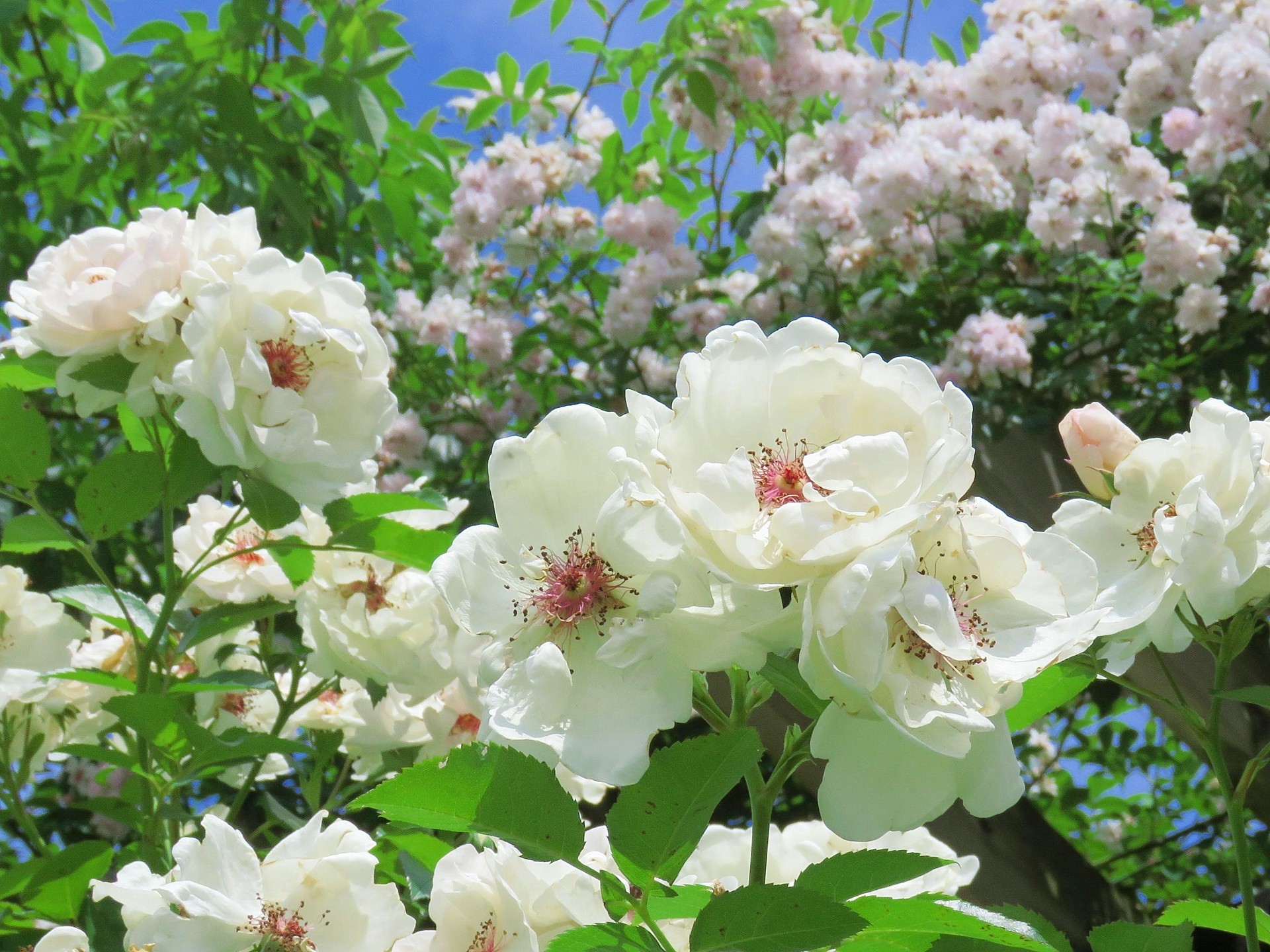 花 植物 薔薇 ジャクリーヌデュプレ 壁紙19x1440 壁紙館