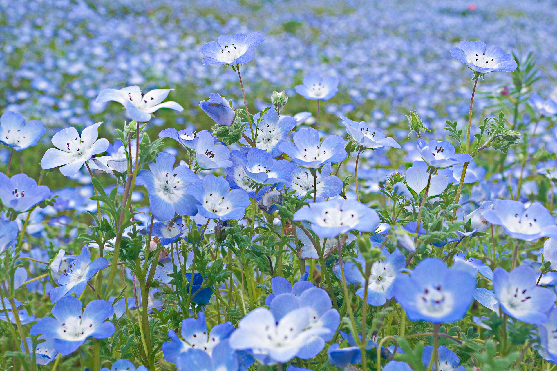 花 植物 ネモフィラ 壁紙1920x1280 壁紙館