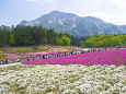 秩父 羊山公園の芝桜