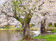 弘前公園 中濠の桜