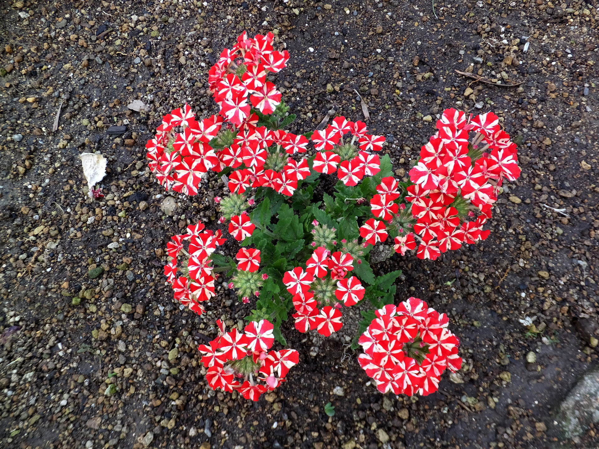 花 植物 面白い花模様 壁紙19x1440 壁紙館 花 植物 面白い花模様 壁紙19x1440 壁紙館