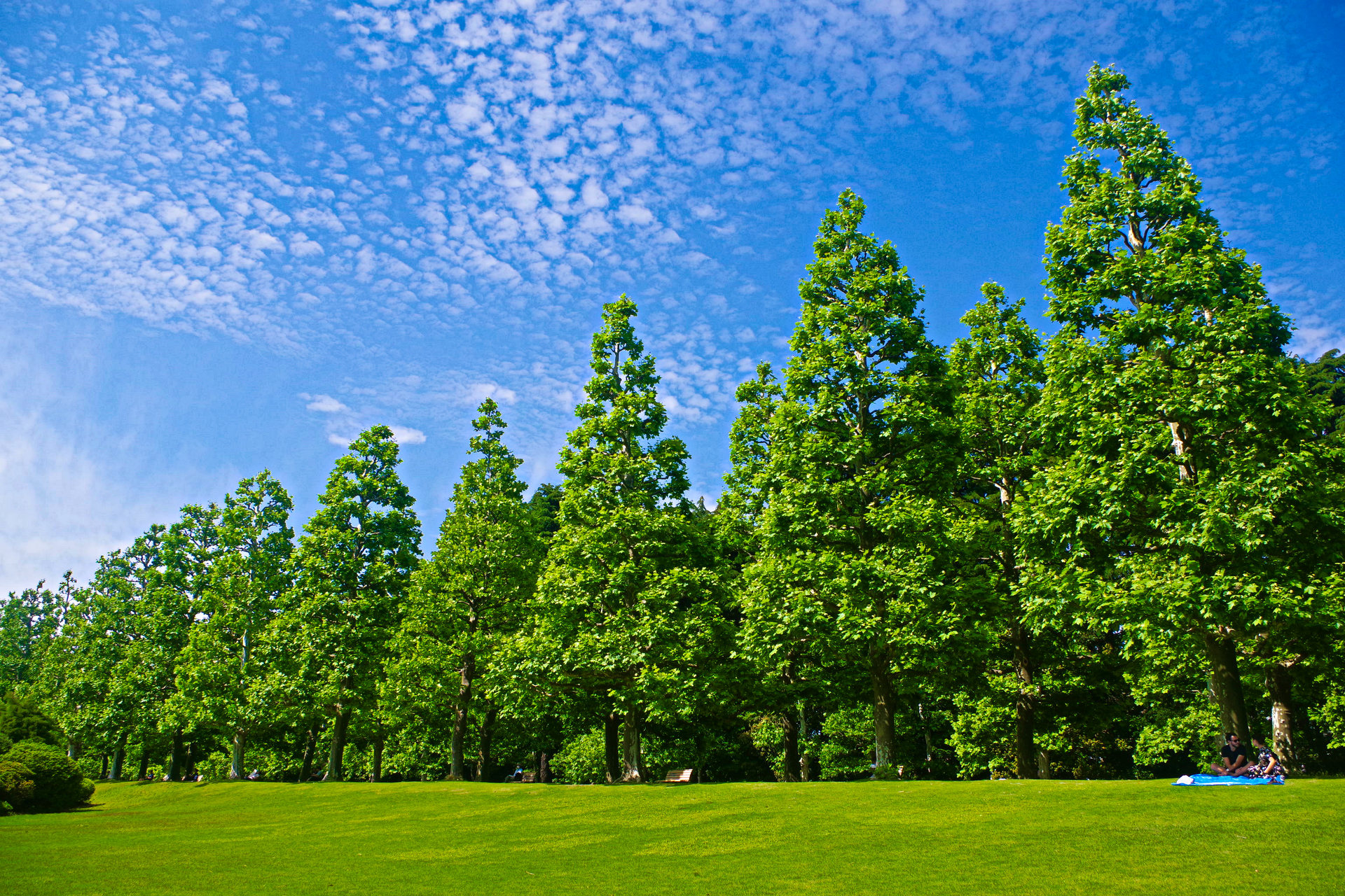 日本の風景 5月の空とプラタナス並木 壁紙1920x1280 壁紙館