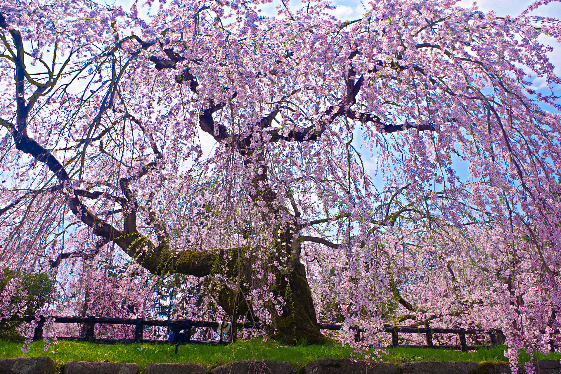 花 植物 弘前公園のしだれ桜 壁紙19x1280 壁紙館