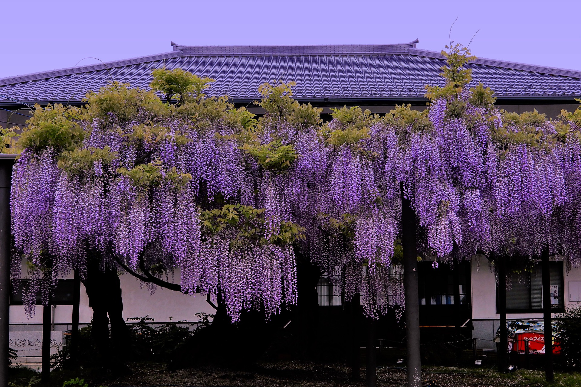 日本の風景 竹鼻別院の藤の花 壁紙19x1280 壁紙館