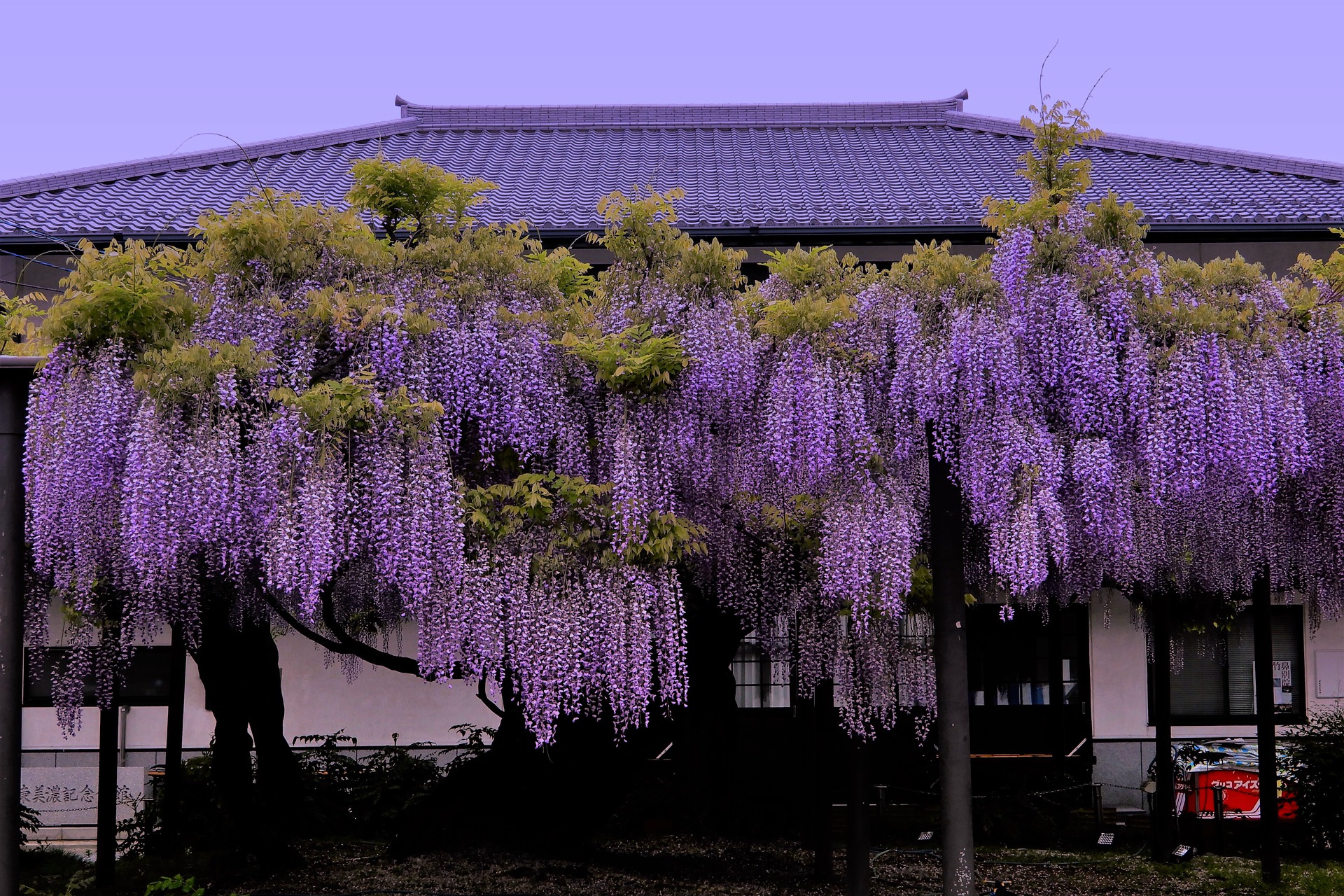 ロイヤリティフリー 壁紙 藤の花 Jpbestwallpaper