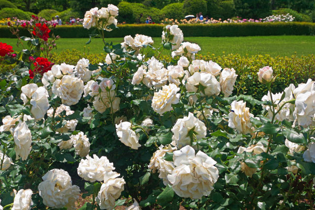 フレンチ レース