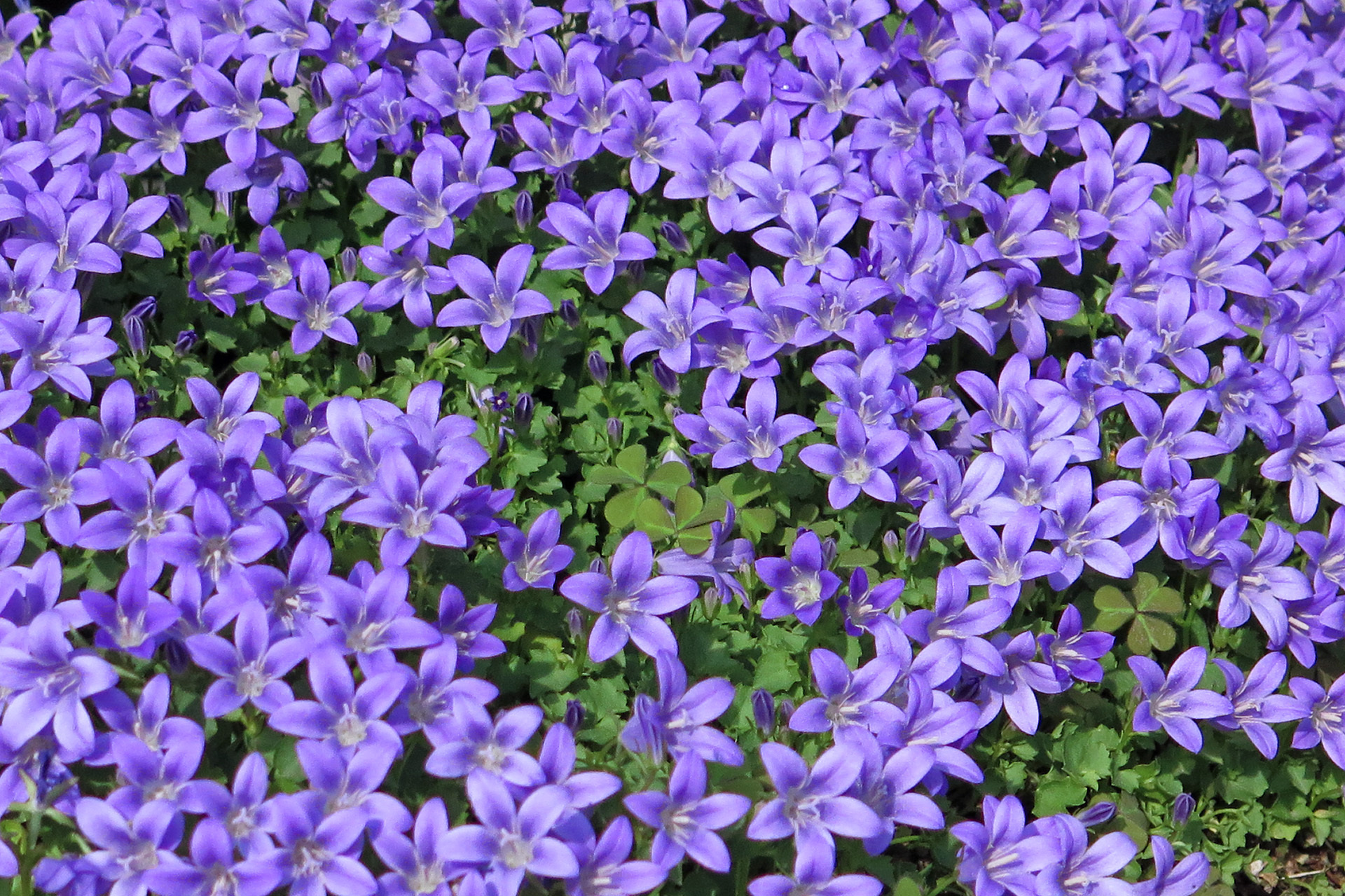 花 植物 ベルフラワー 壁紙19x1279 壁紙館