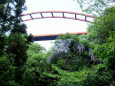 渓谷の橋と藤の花