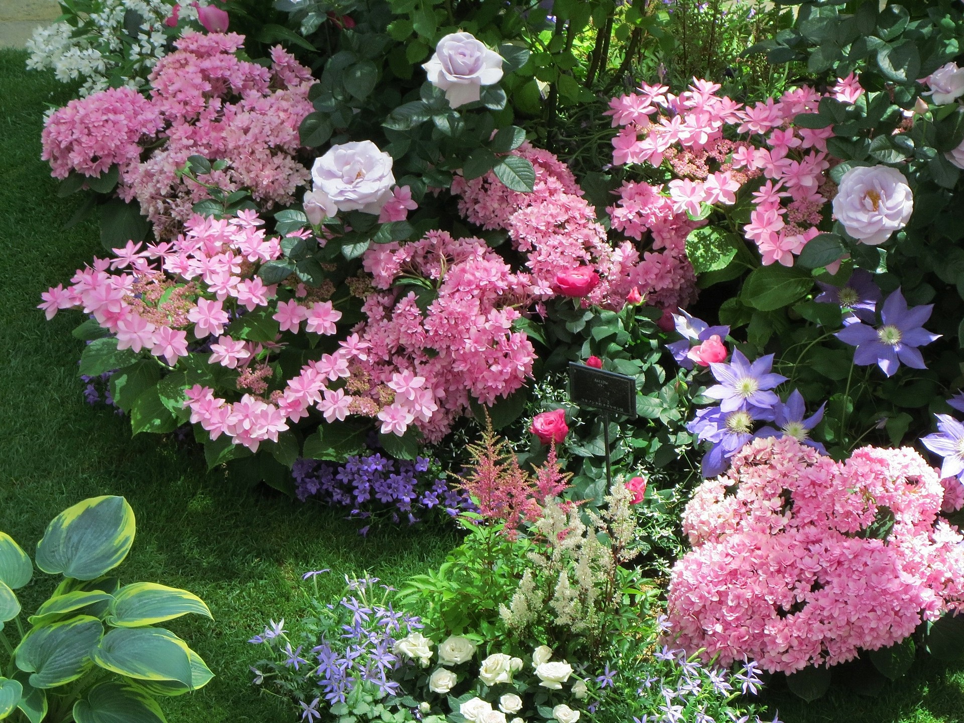 花 植物 紫陽花とバラが咲く庭 壁紙19x1440 壁紙館