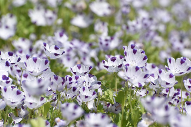 カルピスのおいしい季節