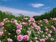 5月の空と薔薇