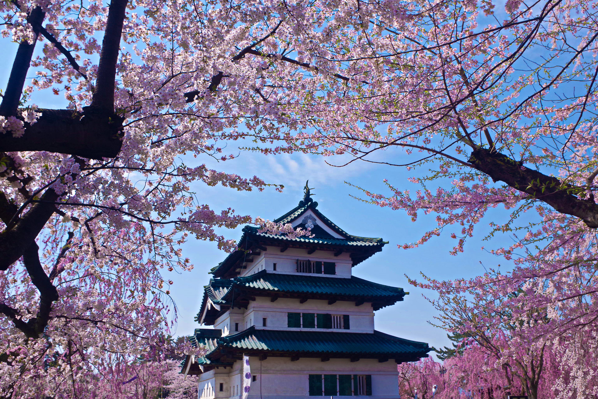 日本の風景 弘前城と桜 壁紙19x1280 壁紙館