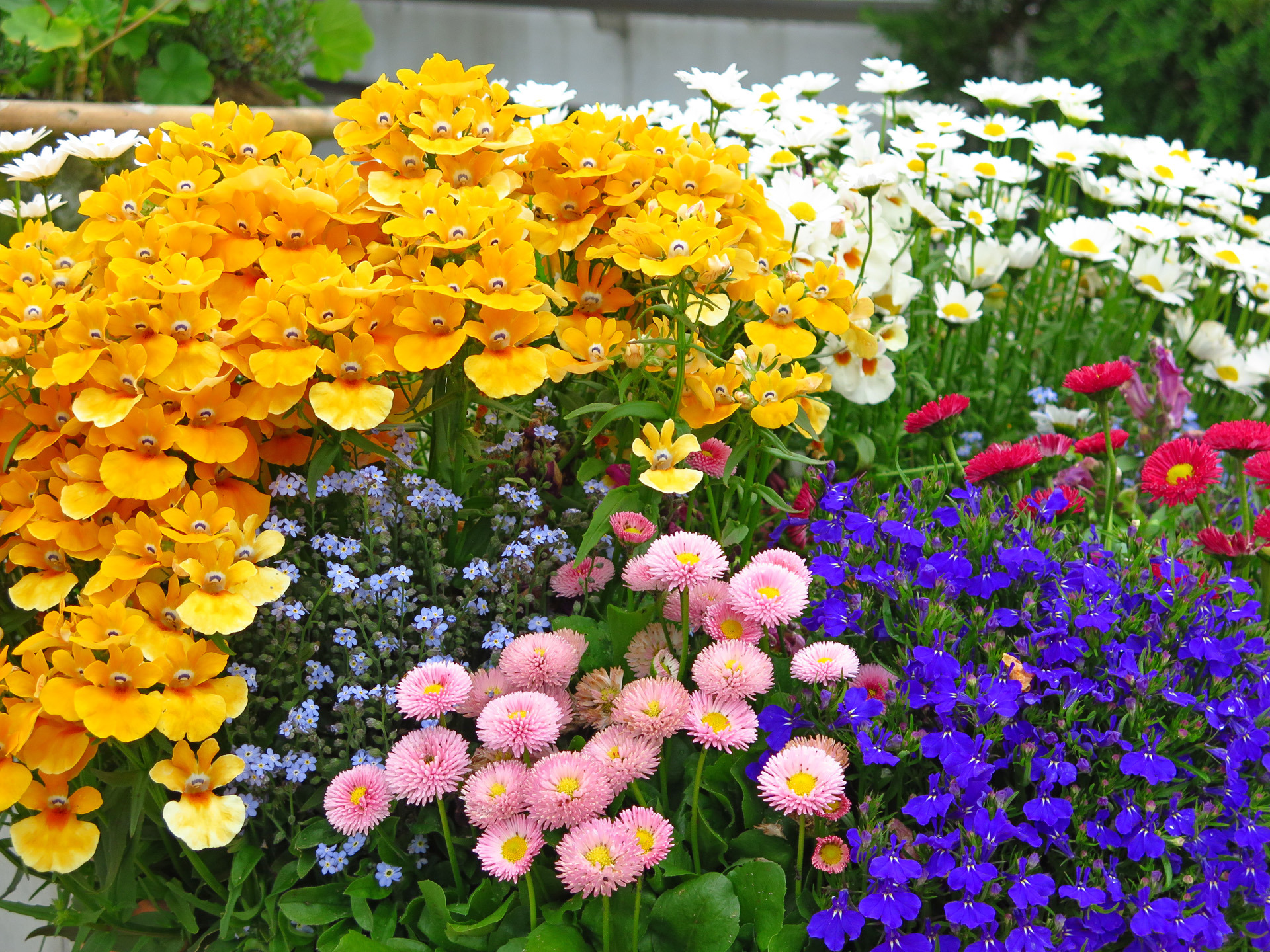 花 植物 春の花壇 壁紙19x1440 壁紙館