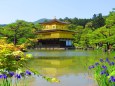 カキツバタ咲く金閣寺