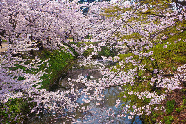 弘前公園を彩る桜
