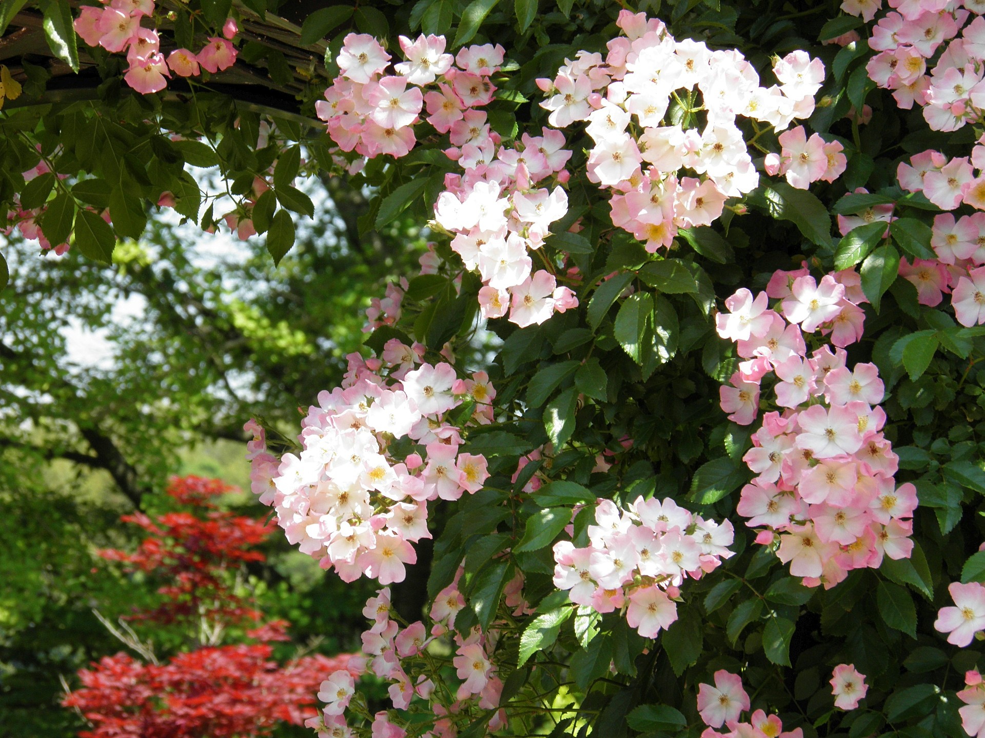 花 植物 つるバラ バレリーナ 壁紙19x1440 壁紙館