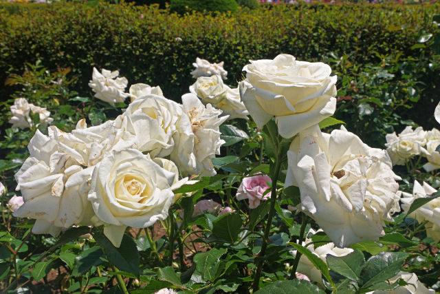 プライムミニスターナカソネ