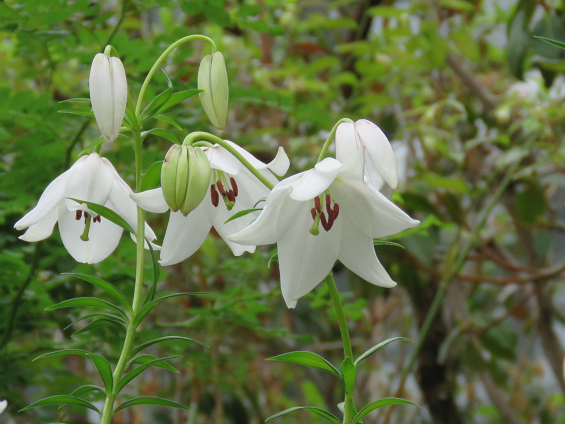 花 植物 インドの白百合マグリニアエ 壁紙19x1440 壁紙館