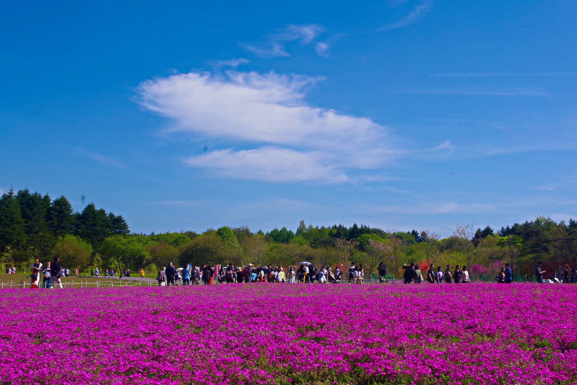 日本の風景 5月の空と芝桜 壁紙19x1280 壁紙館